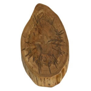 Ambrosia Maple #31826